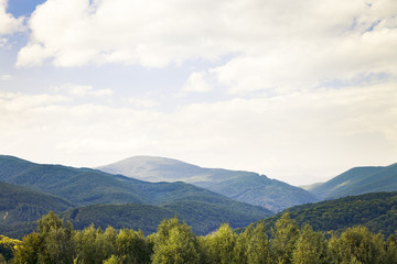 Pine tree forest