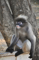 Dusky Leaf Monkey.