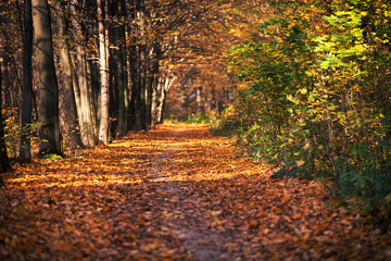 autumn forest trees