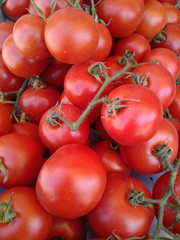 FreshTomatoes -Tomates frescos