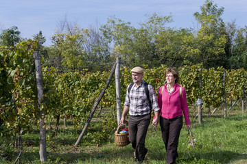 Senior couple in the vineyard