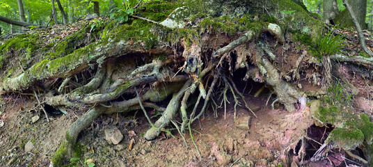 Oak tree roots