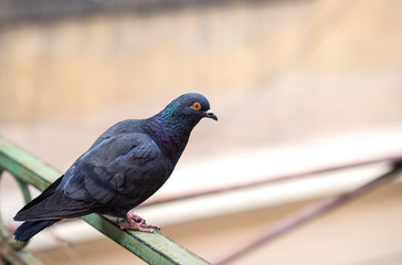 Pigeon on cornice