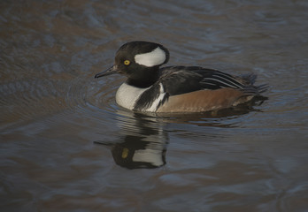 Male Hooded Merganser