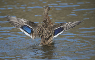 Female Mallard Stretching