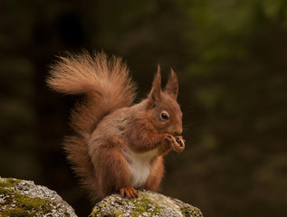 Red Squirrel Feeding