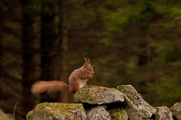 Red squirrel in its environment