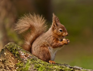 Naklejka na ściany i meble Red Squirrel eating a nut