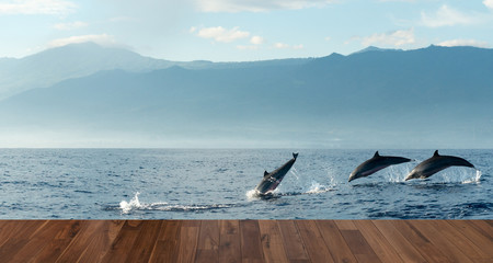 Obraz premium Dolphins in Pacific Ocean
