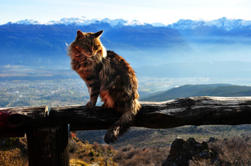 Gato montes con paisaje de montañas de fondo