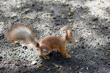 Spring squirrel