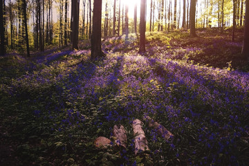 sunset in the bluebells forest