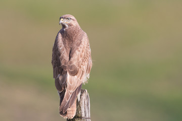 Common Buzzard