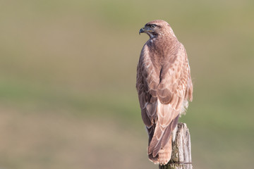 Common Buzzard