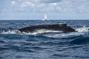 Naklejka premium Humpback Whale Swimming at Surface