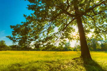 Summer Sunny Forest Trees And Green Grass. Nature Wood Sunlight