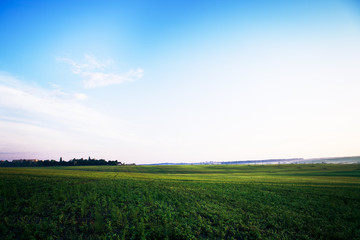 Fototapeta na wymiar Beatiful morning green field with blue heaven