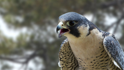 Peregrine Falcon