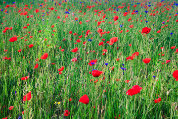 red poppy field