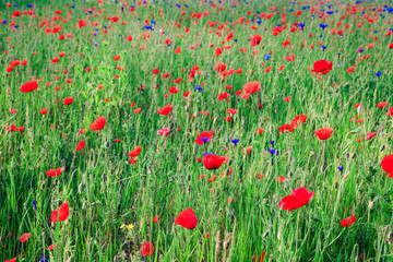 red poppy field