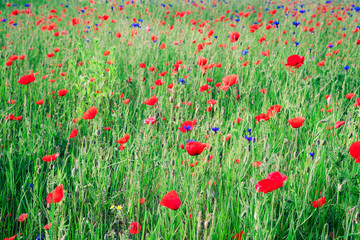red poppy field