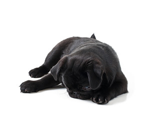 Young black dog pug posing on white background