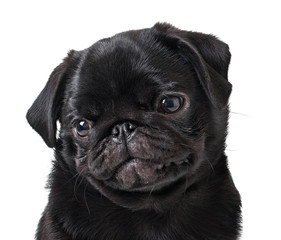 Young black dog pug posing on white background