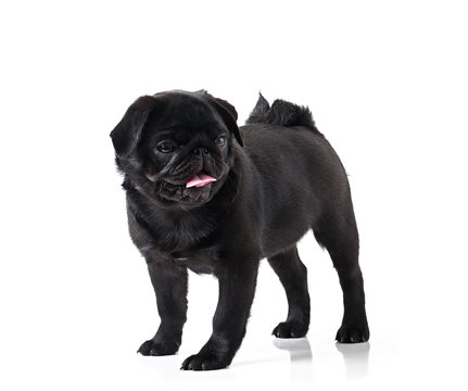 Young Black Dog Pug Posing On White Background