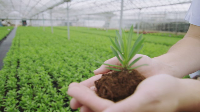 Hands of a worker in the agricultural industry holding out a young seedling