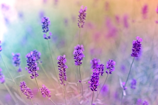 Lavender flower in flower garden