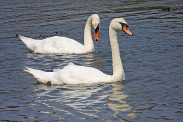 Swans