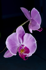 Obraz premium Orchid