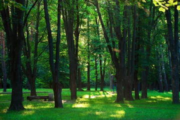 Foto auf Acrylglas Bäume schöner grüner wald