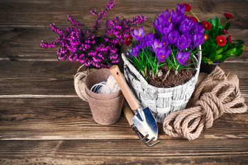 Spring flowers in wicker basket with garden tools