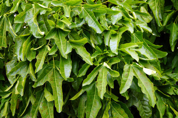 Blätter des Flammenden Flaschenbaum (Brachychiton acerifolius)