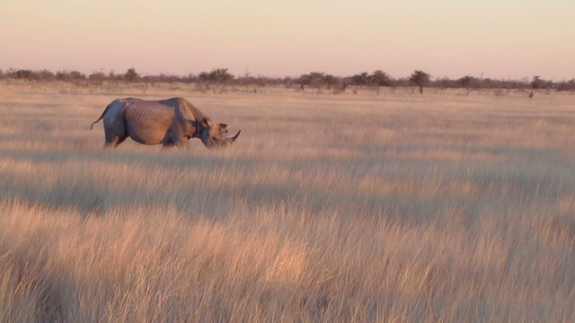 Rhino walking in field Etosha, Namibia, Africa