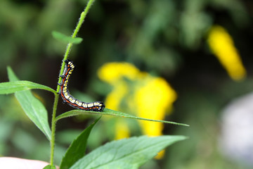 Monarch Caterpillar