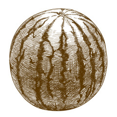 engraving  illustration of watermelon