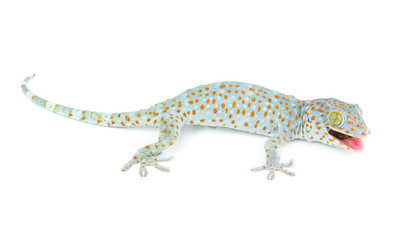 Tokay Gecko