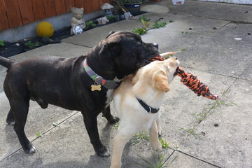Labrador Puppy and Staffordshire Bull terrier playing tug of war