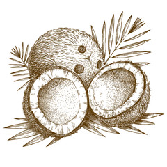 engraving  illustration of coconut and palm leaf - 80547786