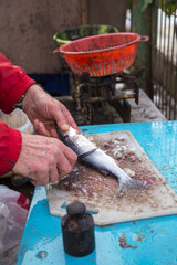 Closeup to fisherman hands cleaning the fresh sea bass