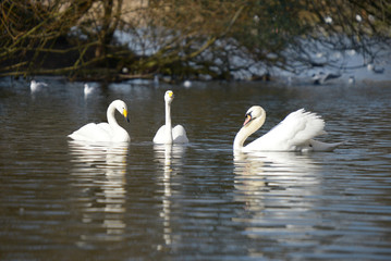 Whooper Swan, Cygnus Cygnus