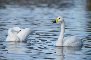 Obraz premium Whooper Swan, Cygnus Cygnus