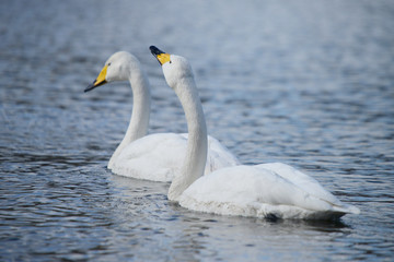 Obraz premium Whooper Swan, Cygnus Cygnus
