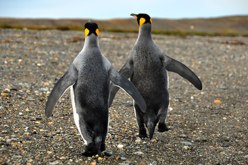 Pingüinos de Magallanes en tierra de Fuego