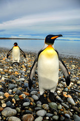 Pingüinos de Magallanes en tierra de Fuego © ocon10