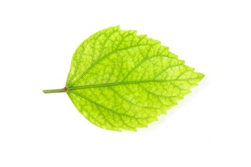 Hibicus leaf