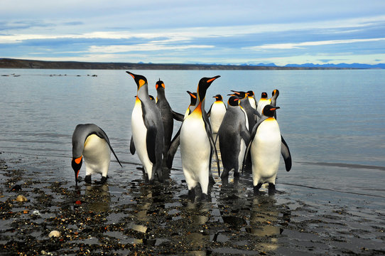 Pingüinos de Magallanes en tierra de Fuego