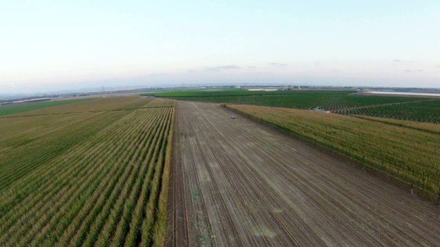 aerial view of harvest corn field